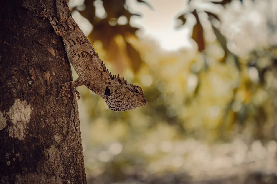 Lizard yoga - stock photo
